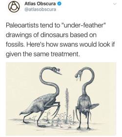 grumpyeeveelady:  likethemusiq:  justicewitch:  ameliaglitter: I saw this and thought of @fleamontpotter.  OP HOW CAN YOU NOT ADD THE BEST PART OF THIS TWEET THREAD   I want to believe that the t-rex was just a big old Birb  @kithandqin 