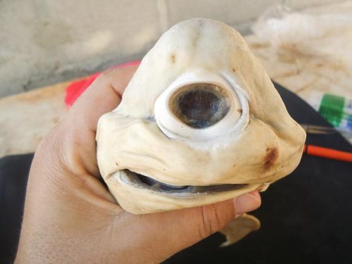 houndoom:  2013 Mexico An albino shark fetus was discovered with cyclopia