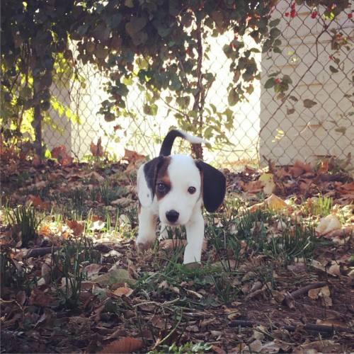 My new little boy Otis! #beaglepuppy #vsco #vscocam