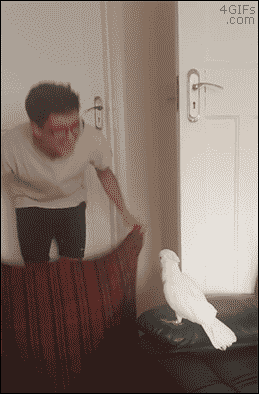4gifs:  Cockatoo reacts to the Fluff Challenge.