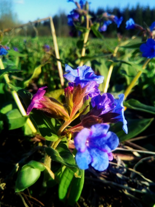 (Pulmonaria Mollis)
