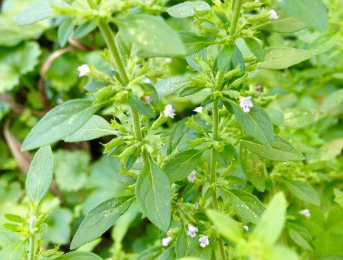 American pennyroyal, Hedeoma pulegoides. Was discussing this with a couple different people today, a