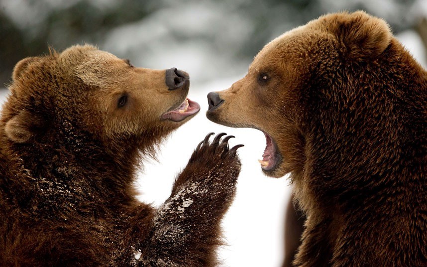 theanimalblog:  Two brown bears appear to be gossiping as they play in the snow at