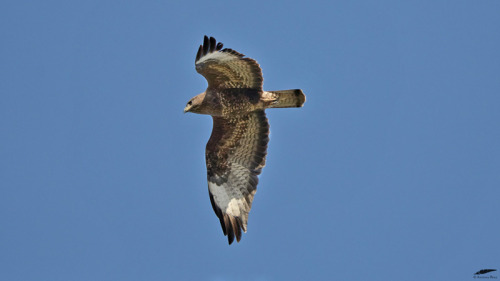 Common Buzzard - Águia-d’asa-redonda (Buteo buteo)Cruz Quebrada/Portugal (10/05/2022)[NIkon D500; AF