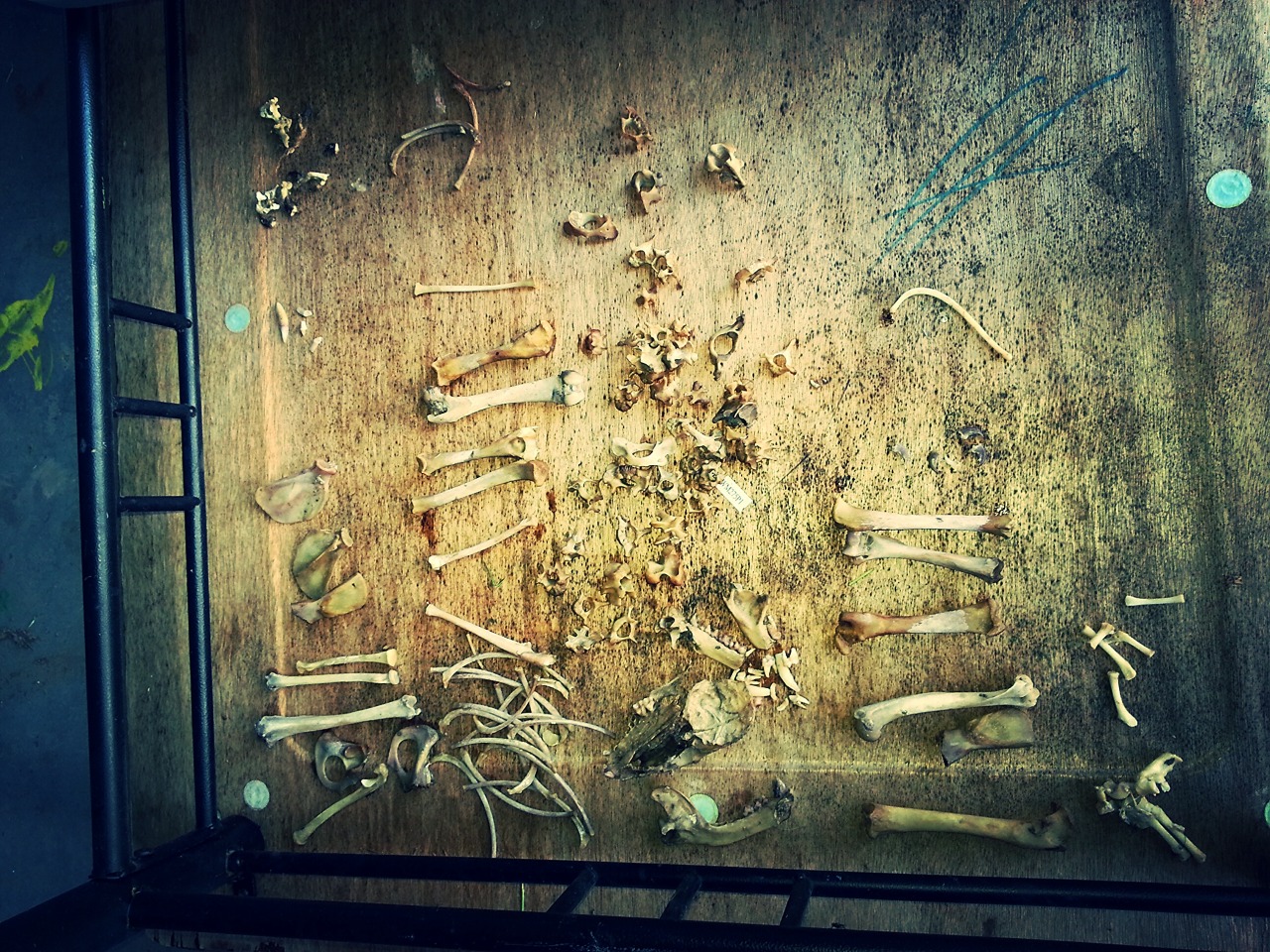 bonesetcetera:  jnasty36:  Checked my maceration buckets and these are the bones