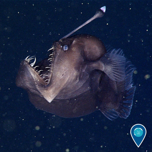 noaasanctuaries: Not every creature in the ocean is cute and cuddly – some are downright spooky!  Anglerfish like this one in Monterey Bay National Marine Sanctuary lurk in the dark, waiting to lure prey in with the light atop their head.  (Photo: