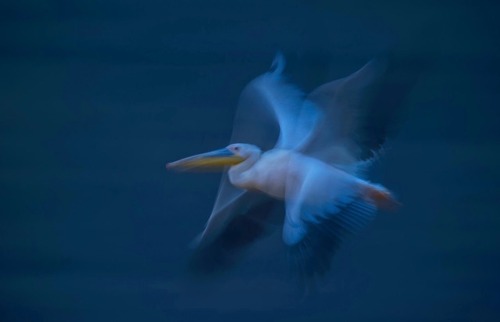 Pelican flight by Greg du Toit