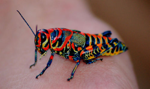 sixpenceee:  Dactylotum bicolor, also known as the Rainbow Grasshopper or Painted Graddhopper is a species of grasshopper, and the only recognized member of its genus. It is found in shortgrass prairie and desert grasslands throughout the Western Great