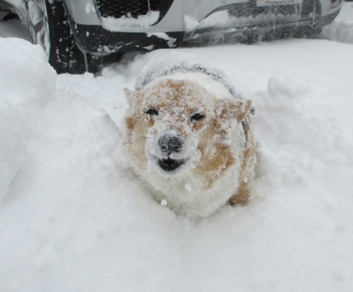 corgiaddict:It’s the Abominable SnowCorgi!