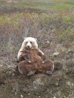 americasgreatoutdoors:  Great photo of a bear near Wonder Lake in Denali National Park.Photo: Georgia Riddick 