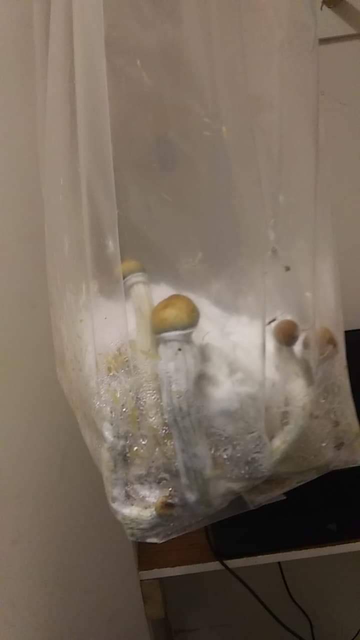 I got sunshine in a bag. If you need some mushies shoot me a message.