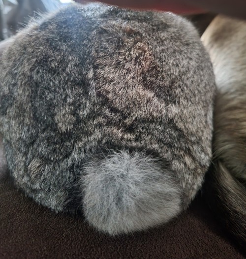 Whatcha Gonna Do With All Dat Fluff? All Dat Fluff Inside Yo Trunk? **Bunny Butt Dance** #BunJovi