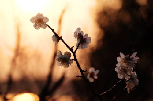 k641739021:  (via 夕梅の写真(画像) 写真ID:4453549- 写真共有サイト:PHOTOHITO) 