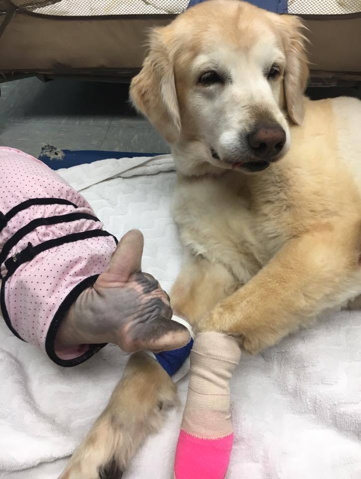 catsbeaversandducks: Meet Nurse Raisin She’s cute, professional, kind and very