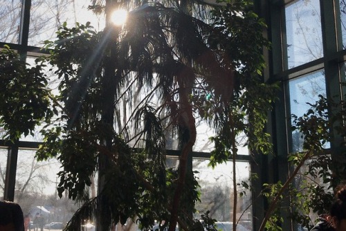 midnightstudies:new theme, new me! these were taken in my school’s library, and the fake plant