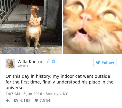 catsbeaversandducks:Best Cat Tweets Of 2016Via Bored Panda@sicanfly