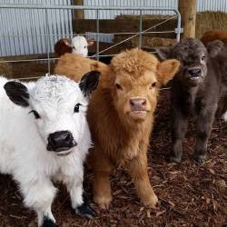 earthlynation: A Selection of Baby Cows.