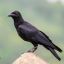 corvusherpestidae