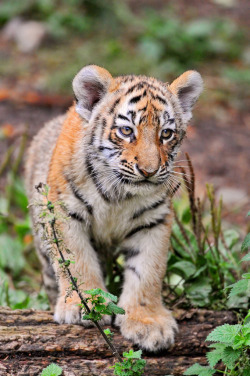 bigcatkingdom:  Posing tiger cub (by Tambako the Jaguar)