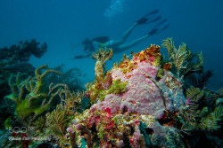 socialfoto:  Diving with a mermaid Life encrusted coral with a real mermaid by ZebulonEllis 