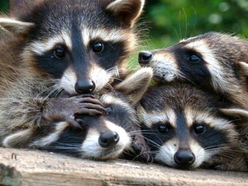 geopsych:A friend looked out and saw these little guys on her bird feeder this morning. All three ph