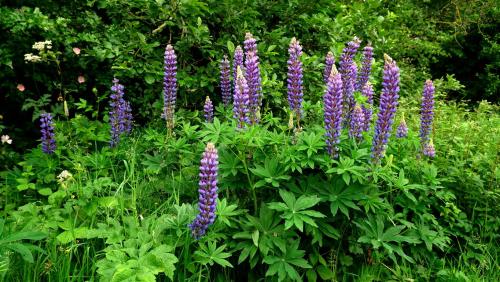 yorksnapshots: Lupinus. Didn’t expect to see these in a York meadow.