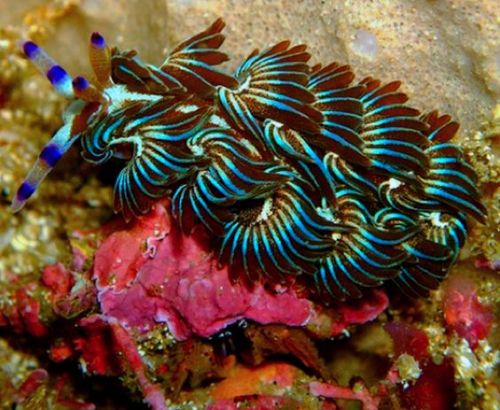 A blue dragon nudibranch.