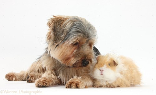 Yorkie and guinea pig white . Fonte : www.warrenphotographic.co.uk , via tinamotta.tumblr.com