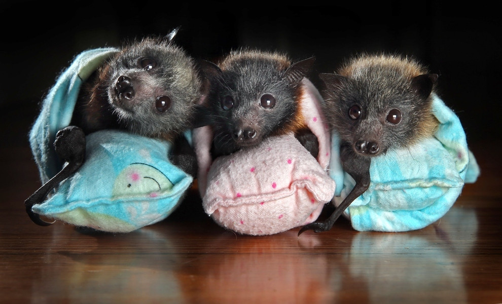 gothic-culture:  Bats are the second-most speciose group of mammals, after rodents. The