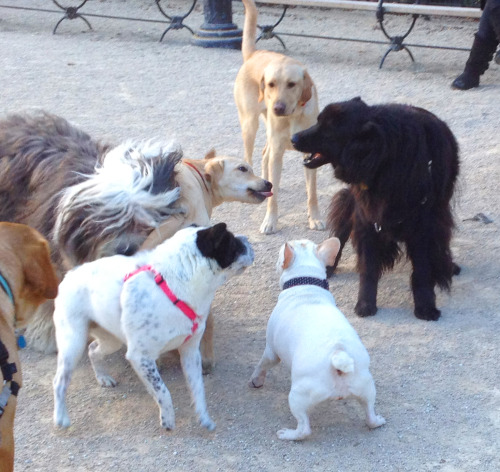 Thursday AM at the Washington Square Park Dog Run.