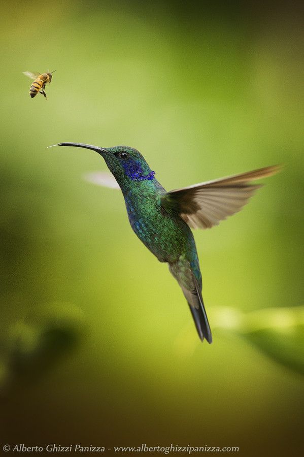 our-amazing-world:  The Hummingbird and Amazing World beautiful amazing