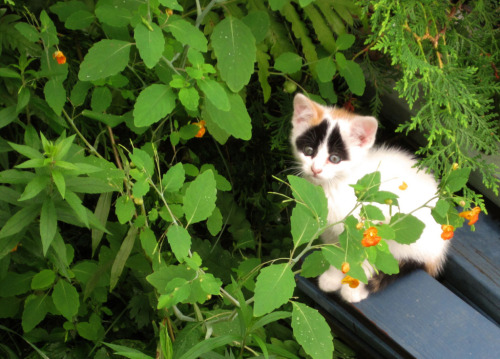 Minou dans la nature (by zoane)