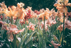 wtfcorey:  tulipa by pusiblancas on Flickr.