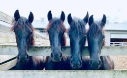 scarlettjane22:    Kettle Creek Friesians  