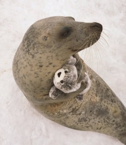 cuteanimals-only: Two cute seal companions share a moment.