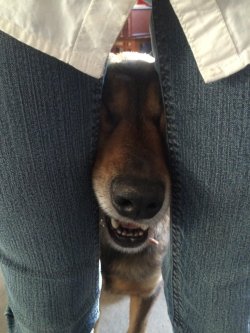 cute-overload:  Anyone else’s dogs do this when they’re happy?http://cute-overload.tumblr.com 