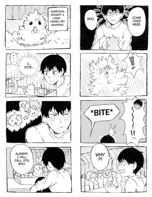 Hamster Porn Comics - suikkart: i saw a mention of hinata being kageyama's pet hamster on my dash  and i couldn't stop thinking about kageyama having a hamster so i doodled a  comic about it i