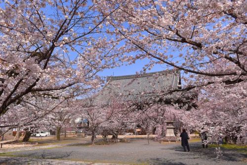 ’ ’ 【京都の桜】立本寺 ’ ’ 桜色に染まる境内 ’ ’ 2022.3.30撮影 ’ ’ #kyot