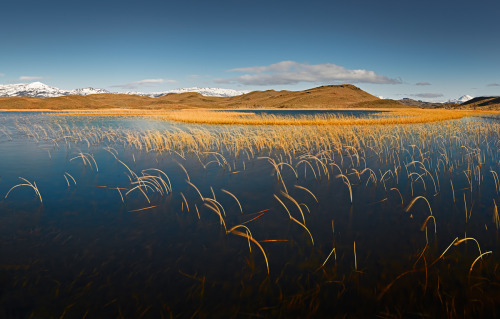 Winter lake with reeds in Torres del Paine, Patagonia.by Chris Stenger