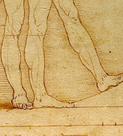 artisticinsight: Details of Vitruvian Man, 1492, by Leonardo da Vinci (1452–1519)