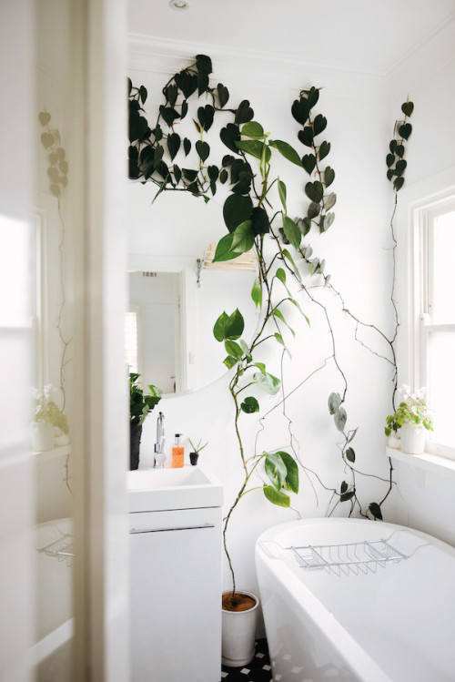 Indoor Green - Living with Plants 2015 Photography by Lauren Bamford