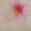 spiritgfblog
