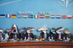 laughhard:  Googled sharknato instead of