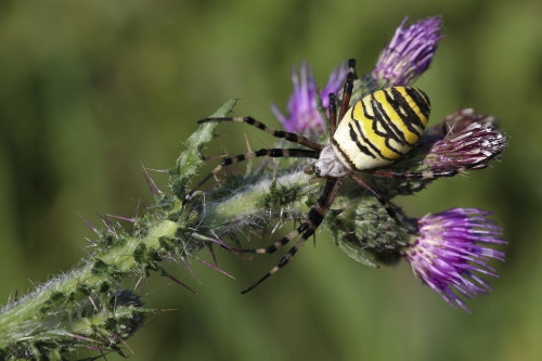 Argiope bruennichi - Wespenspinne by ernst.ruhe