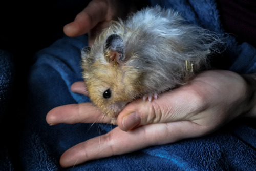 A tousled fluffy boy decided that being handled isn’t as bad as it seemed, oh joy!