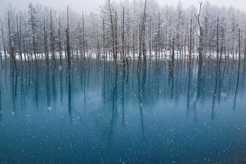 sarnain:Blue Pond in Hokkaido, Japan [x]