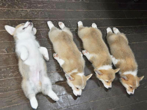 Porn photo awesome-picz:  Puppies That Can Sleep Anywhere