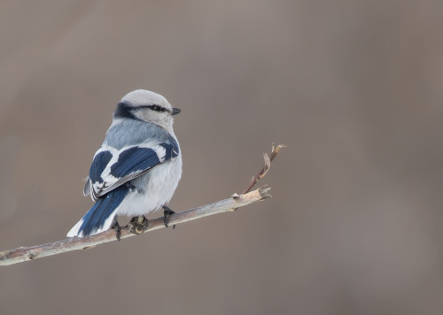 Azure Tit (Cyanistes cyanus) &gt;&gt;by Jargal Lamjav