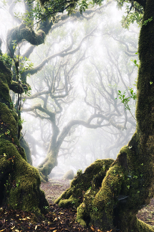 drxgonfly:Madeira (by Lukas Furlan)