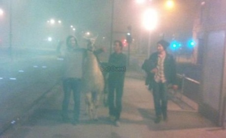 quizasnuncafuisteparami:  chilewebeopuntocom:  5 detenidos por robar una llama y llevársela de fiesta 5 jóvenes borrachos que salían de una discoteca de madrugada en Burdeos detenidos por el robo de una llama. La vieron en su jaula y la robaron para